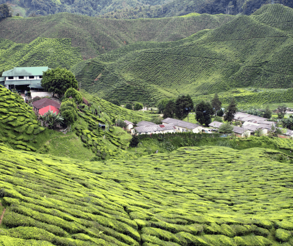Cameron Highlands